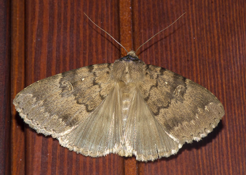 Apopestes spectrum, Erebidae